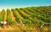 Туры в отель Agriturismo Tarantola