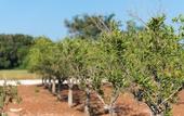Туры в отель Masseria Mongio dell'Elefante