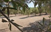 Туры в отель Hotel Masseria Le Pajare