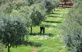 Туры в отель Tenuta Masseria & Spa Chicco Rizzo