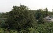 Туры в отель Corte dei Soavi
