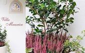 Туры в отель VIlla Maurice