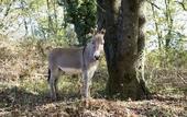 Туры в отель Agriturismo Borgo Imperiale