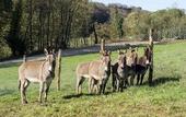 Туры в отель Agriturismo Borgo Imperiale