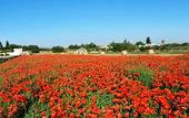 Туры в отель B&B Il Fiorone