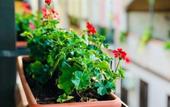 Туры в отель Il Terrazzino