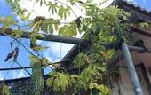 Туры в отель Goyah-so Guesthouse