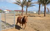 Туры в отель AJ Resort Island Ikeijima
