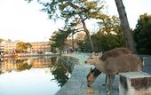 Туры в отель Nara Hakushikaso