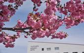 Туры в отель Tateyama Kokusai Hotel