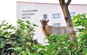 Туры в отель Tateyama Kokusai Hotel