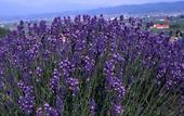 Туры в отель Pension Lavender