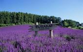 Туры в отель Pension Lavender