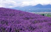 Туры в отель Pension Lavender