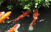 Туры в отель Nanjo Ryokan
