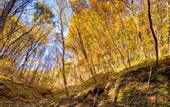 Туры в отель Conifer Iwabitsu