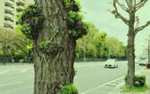 Туры в отель Villa Front Kyoto Seimei