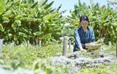 Туры в отель HOSHINOYA Okinawa