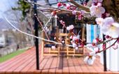 Туры в отель KoKo Terrace Fuji