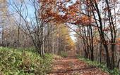 Туры в отель MAPLE FARM