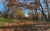 Туры в отель MAPLE FARM