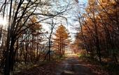 Туры в отель MAPLE FARM