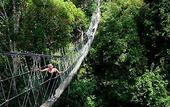 Туры в отель Mutiara Taman Negara Resort