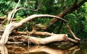 Туры в отель Mutiara Taman Negara Resort