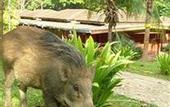 Туры в отель Mutiara Taman Negara Resort