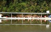 Туры в отель Mutiara Taman Negara Resort