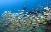 Туры в отель Upani in Daini
