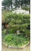 Туры в отель Gyeongju Olive House Pension