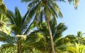 Туры в отель Naigani Island Resort