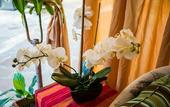 Туры в отель Tropicana Los Cabos, Tapestry Collection by Hilton