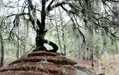Туры в отель Hotel & Glamping Huasca Sierra Verde
