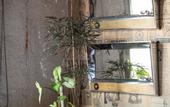 Туры в отель Hotel Boutique Lafayette Tijuana