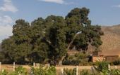 Туры в отель Bruma Wine Resort