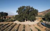 Туры в отель Bruma Wine Resort