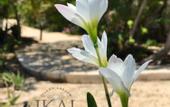 Туры в отель IKAL Island Garden - Adults Only