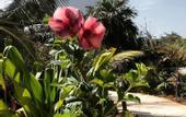 Туры в отель IKAL Island Garden - Adults Only