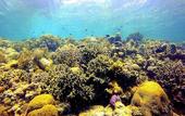 Туры в отель Scuba Tiger Semporna Holiday Resort