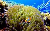 Туры в отель Scuba Tiger Semporna Holiday Resort