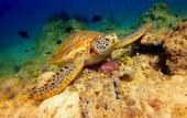 Туры в отель Scuba Tiger Semporna Holiday Resort