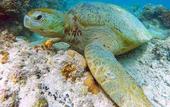 Туры в отель Scuba Tiger Semporna Holiday Resort