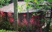 Туры в отель Fig Tree Hill Resort