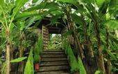 Туры в отель Fig Tree Hill Resort