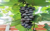 Туры в отель Grapevine Garden