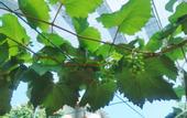 Туры в отель Grapevine Garden