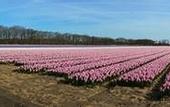 Туры в отель Hotel de Duif Lisse - Keukenhof
