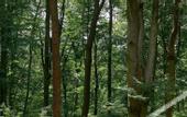 Туры в отель FOREST HOTEL